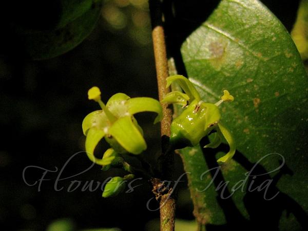Narrow Leaved Canthium